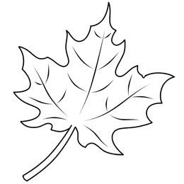 maple-leaf-line-drawing.gif