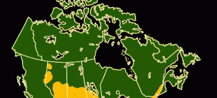 A map of canola production regions in Canada. Canada produces 20 percent of the world’s canola.
