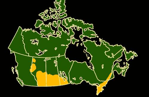 A map of canola production regions in Canada. Canada produces 20 percent of the world’s canola.