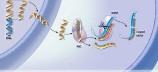 RNA interference works by blocking the molecular messengers of a a cell, rendering the cell useless. Burnaby-based Tekmira, an early leader in the space, has multiple RNAi product candidates.