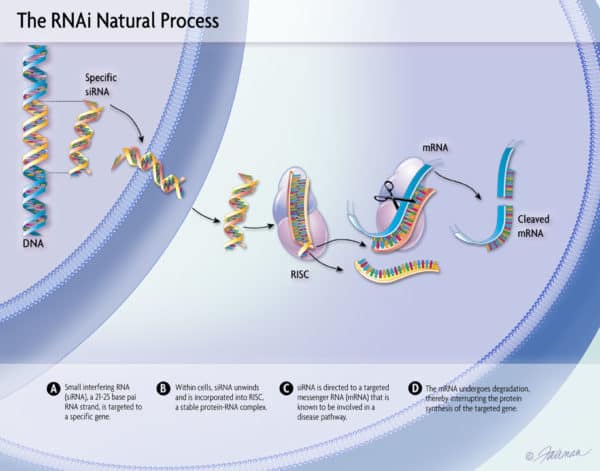 RNA interference works by blocking the molecular messengers of a a cell, rendering the cell useless. Burnaby-based Tekmira, an early leader in the space, has multiple RNAi product candidates.