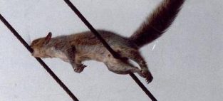 On August 2nd, 1994 a squirrel chewed into a power line in Trumbull, Connecticut, where the Nasdaq's computer center is located, shutting down trading for 34 minutes. It was the second time it had happened.