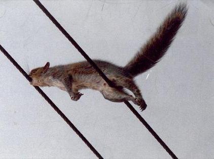 On August 2nd, 1994 a squirrel chewed into a power line in Trumbull, Connecticut, where the Nasdaq's computer center is located, shutting down trading for 34 minutes. It was the second time it had happened.