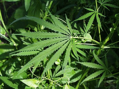 COVID-19 Cannabis