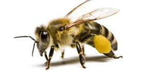 save Canada's bees
