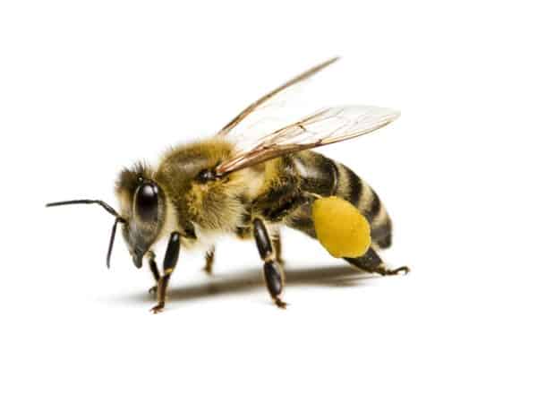 save Canada's bees