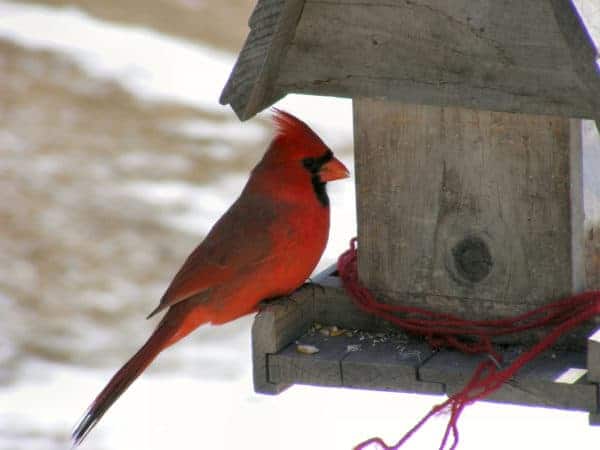 bird feeders