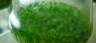 blue green algae and liver cancer