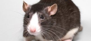 virus transmitted by rats