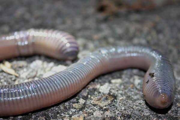 canadian earthworms