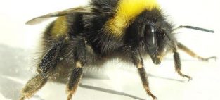 Great Canadian Bumble Bee