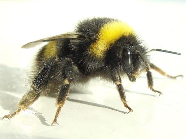 Great Canadian Bumble Bee