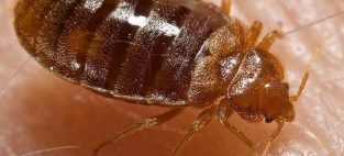Bedbugs are developing resistance to insecticide