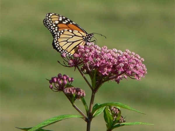 #gotmilkweed