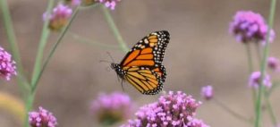 monarch butterfly meaning