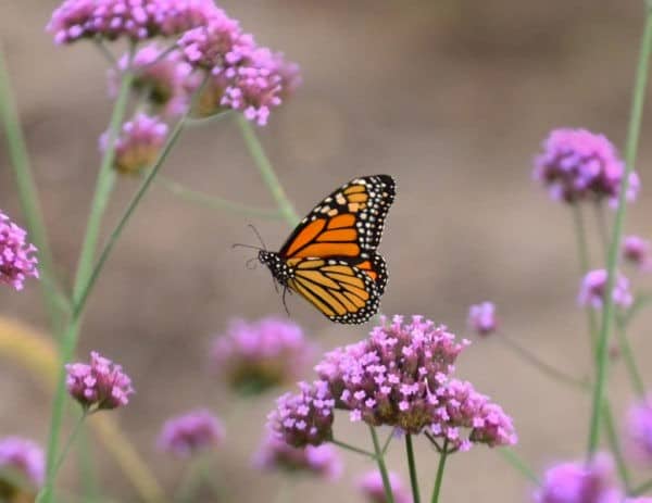 How to save the monarch butterfly?
