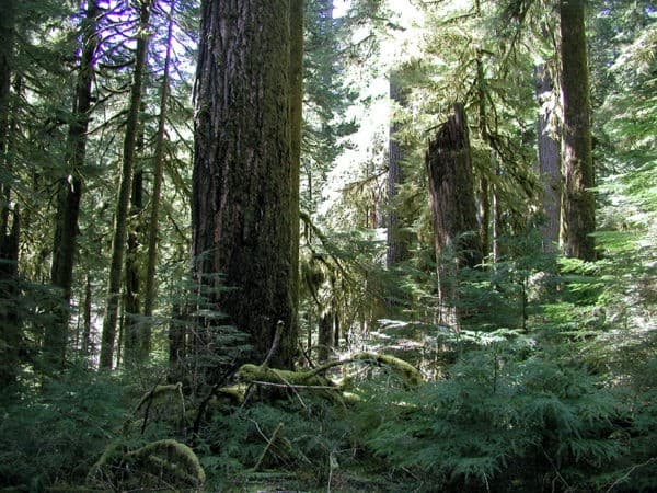 old growth forests and climate change