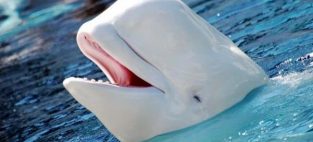 Whale Alert
