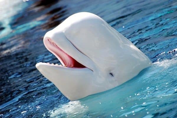 Beluga from Marineland sent to U.S. aquarium dies