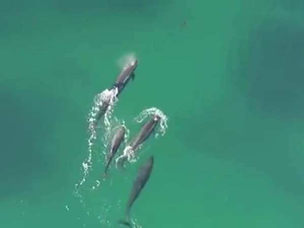 dolphins attacking a shark