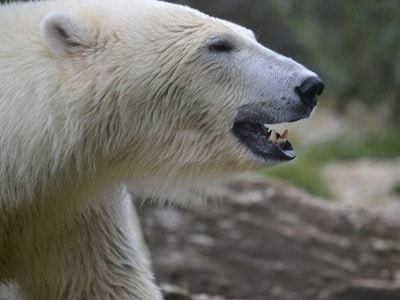 Polar bears sense of smell 