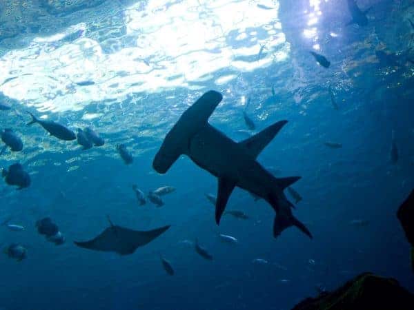 shark paradise in Galapagos