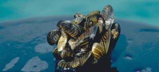 invasive mussels