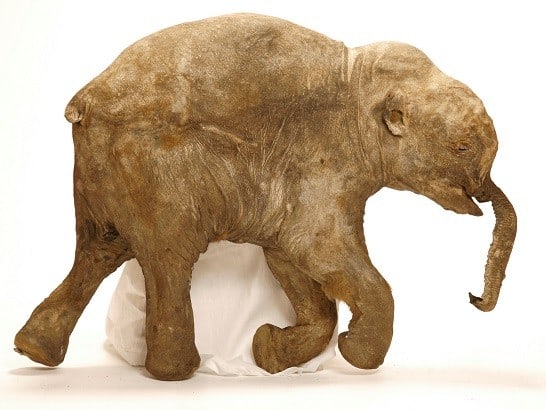 baby woolly mammoth