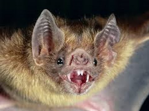 Rabid bat found in Hamilton