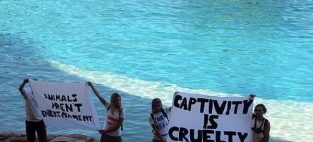move dolphins out of captivity