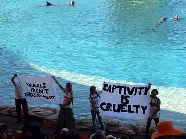 move dolphins out of captivity