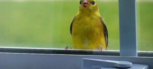 birds flying into windows