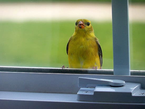 birds flying into windows