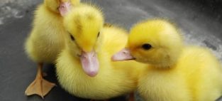 Ducklings can think