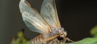 Spruce budworm moths