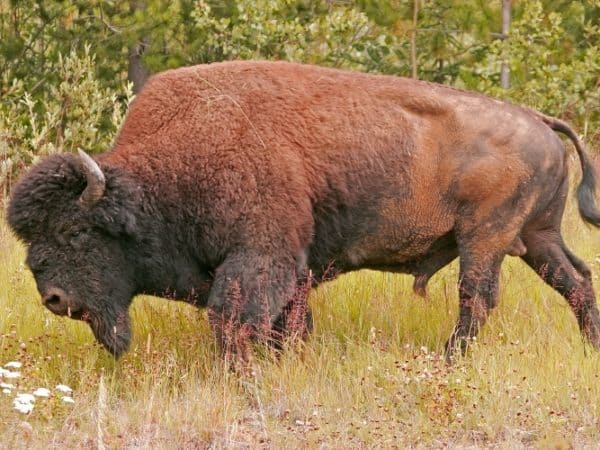 wood bison