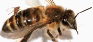 Zombie bees sighted in Canada
