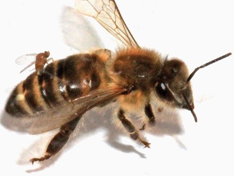 Zombie bees sighted in Canada