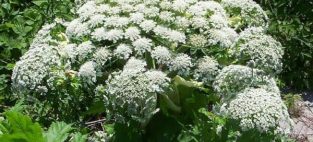 giant hogweed