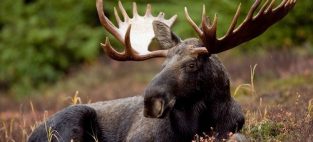 moose tracker