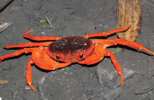 new species of crab