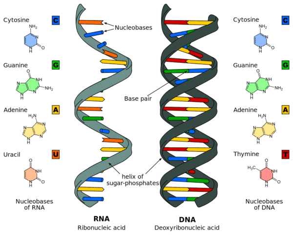 RNA world