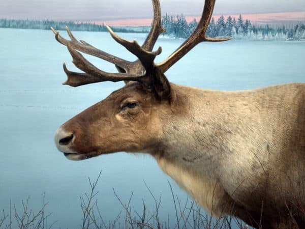 Canada's Caribou