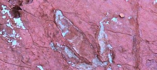 dinosaur footprints