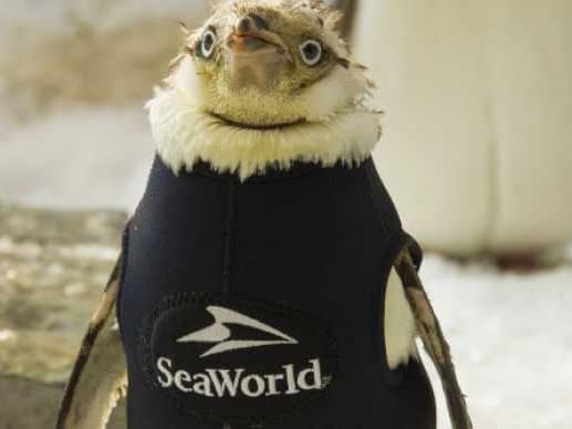 SeaWorld penguin