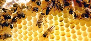 help bees