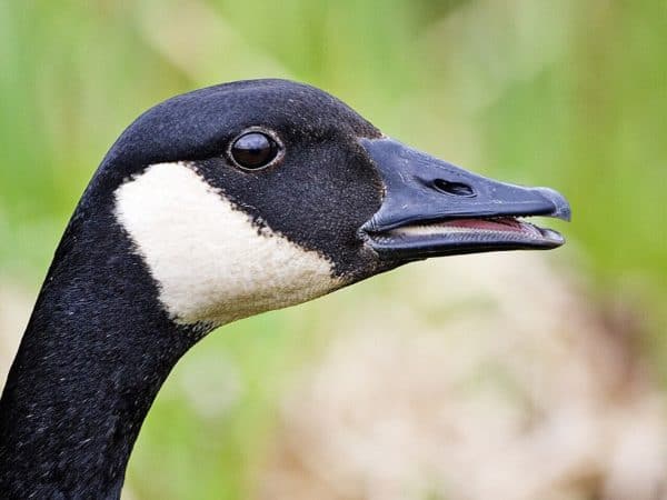 Canadian geese