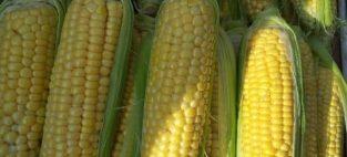 corn is a bad biofuel