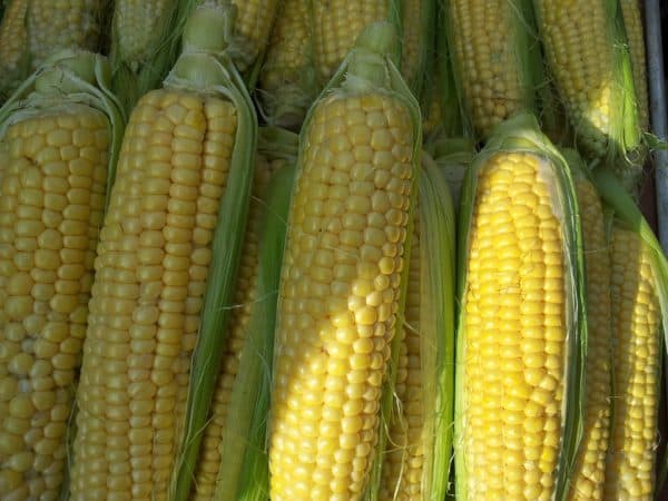 corn is a bad biofuel