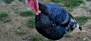 American Thanksgiving turkey